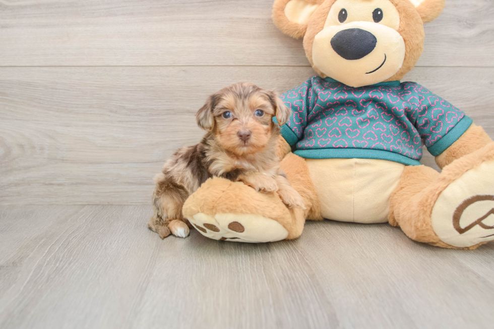 Best Yorkie Poo Baby