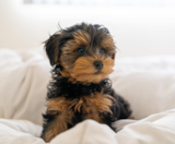 Yorkie Poo Puppies For Sale Simply Southern Pups