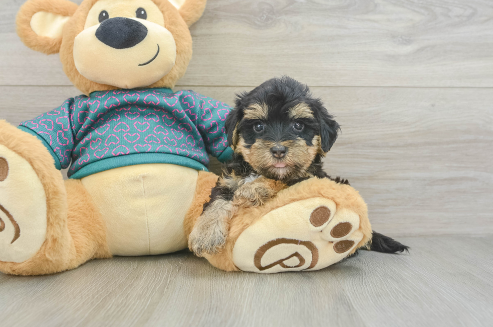 5 week old Yorkie Poo Puppy For Sale - Simply Southern Pups