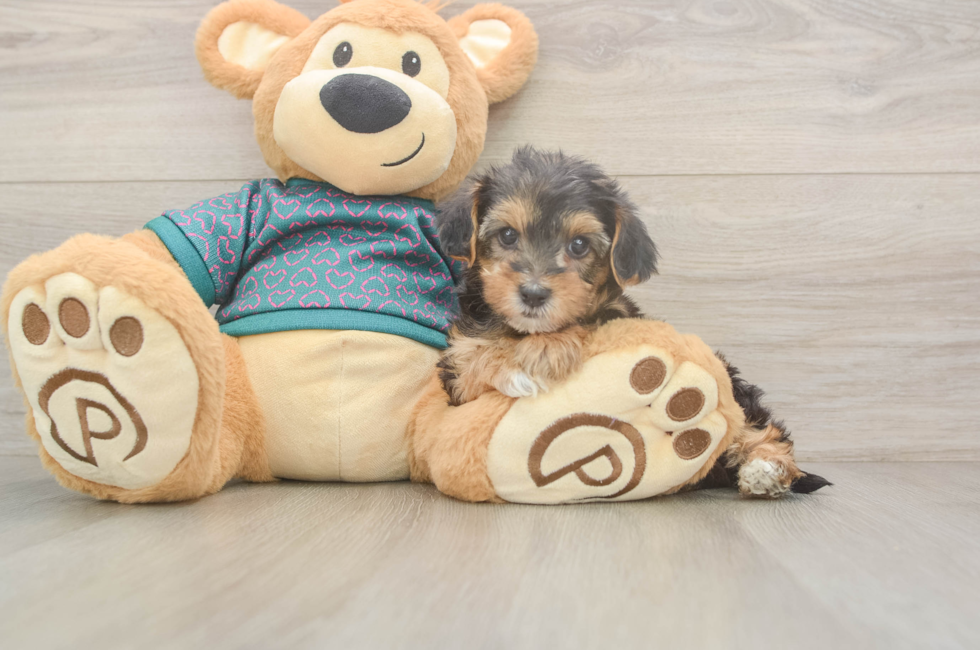 6 week old Yorkie Poo Puppy For Sale - Simply Southern Pups