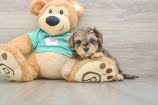 Adorable Yorkiedoodle Poodle Mix Puppy