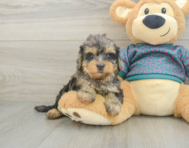 7 week old Yorkie Poo Puppy For Sale - Simply Southern Pups