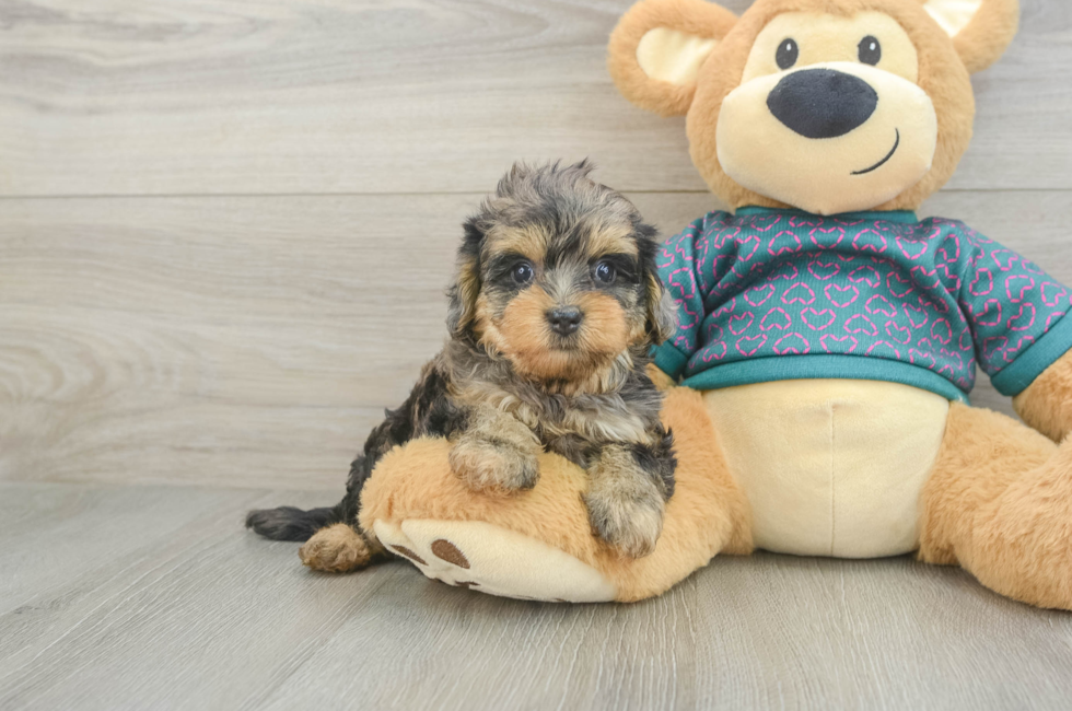 5 week old Yorkie Poo Puppy For Sale - Simply Southern Pups