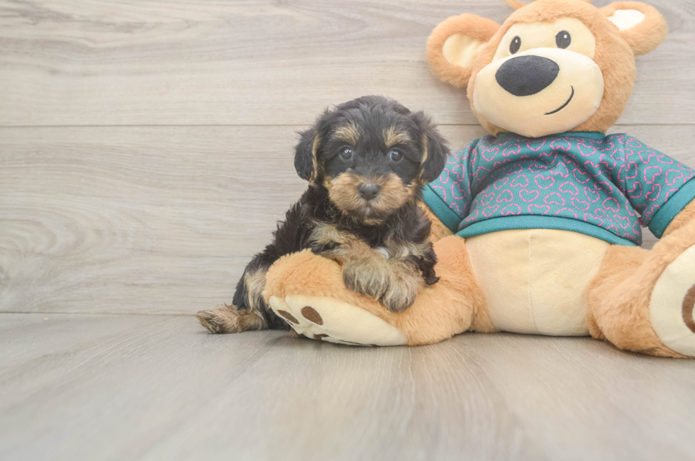 6 week old Yorkie Poo Puppy For Sale - Simply Southern Pups
