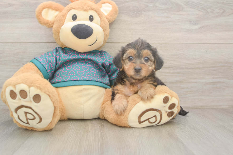 6 week old Yorkie Poo Puppy For Sale - Simply Southern Pups