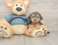 9 week old Yorkie Poo Puppy For Sale - Simply Southern Pups 9 week old Yorkie Poo Puppy For Sale - Simply Southern Pups