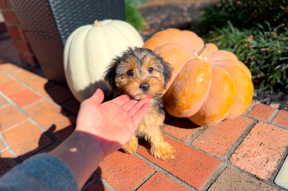 10 week old Yorkie Poo Puppy For Sale - Simply Southern Pups