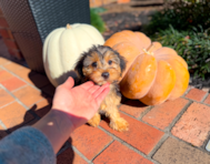 10 week old Yorkie Poo Puppy For Sale - Simply Southern Pups 10 week old Yorkie Poo Puppy For Sale - Simply Southern Pups