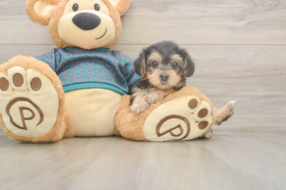 6 week old Yorkie Poo Puppy For Sale - Simply Southern Pups