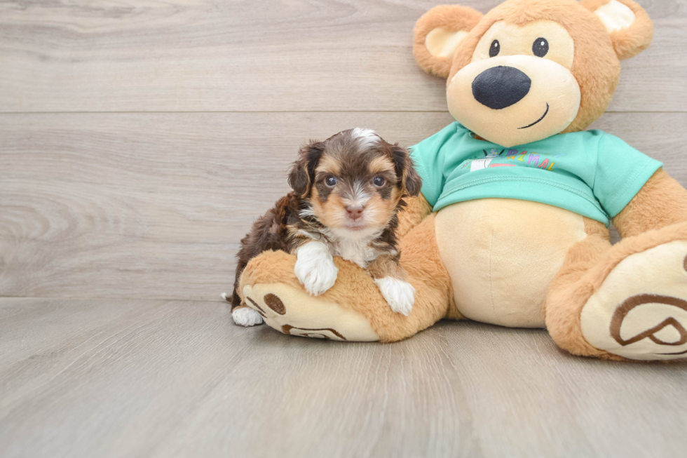 Playful Yo Yo Poo Poodle Mix Puppy