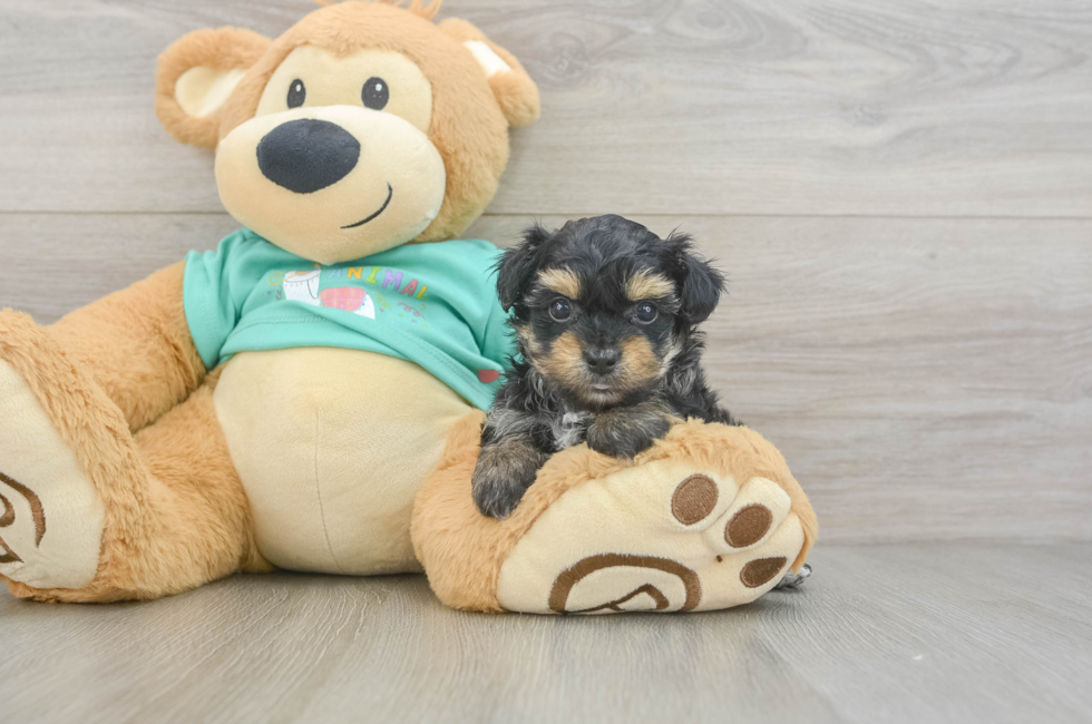 6 week old Yorkie Poo Puppy For Sale - Simply Southern Pups