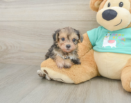 6 week old Yorkie Poo Puppy For Sale - Simply Southern Pups