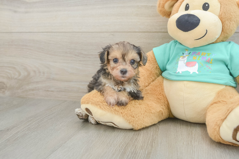 5 week old Yorkie Poo Puppy For Sale - Simply Southern Pups