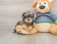 7 week old Yorkie Poo Puppy For Sale - Simply Southern Pups