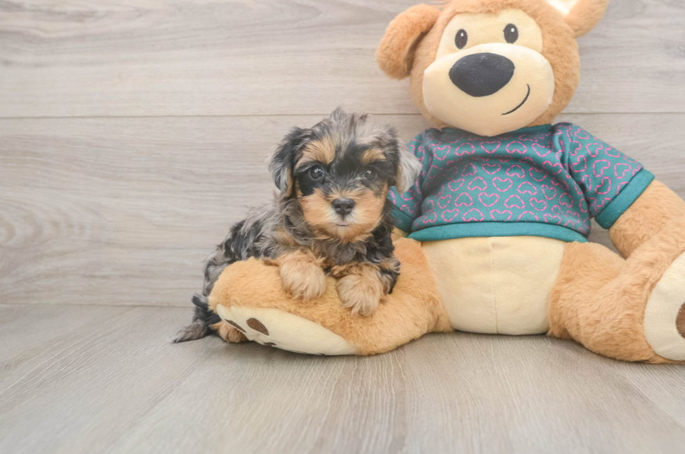 5 week old Yorkie Poo Puppy For Sale - Simply Southern Pups