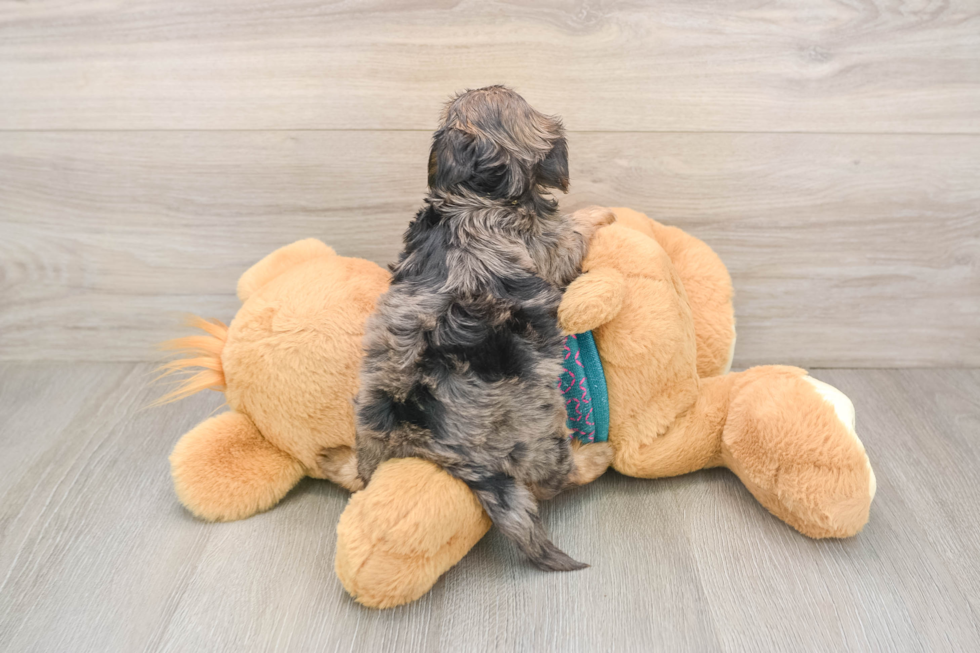 Best Yorkie Poo Baby