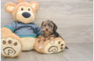 Petite Yorkie Poo Poodle Mix Pup