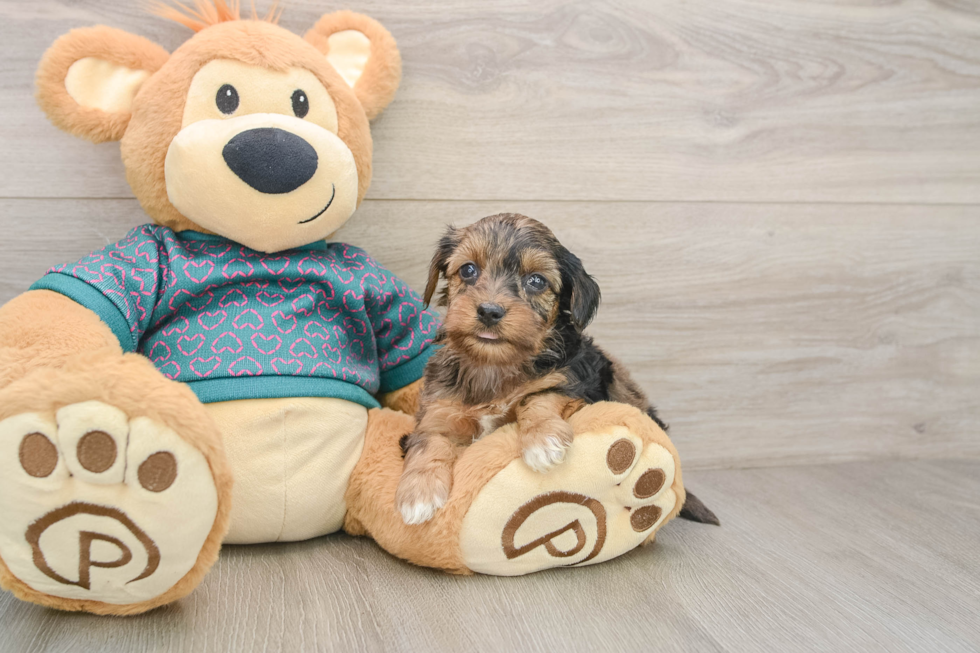Petite Yorkie Poo Poodle Mix Pup