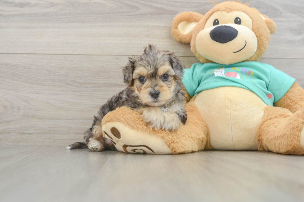 6 week old Yorkie Poo Puppy For Sale - Simply Southern Pups