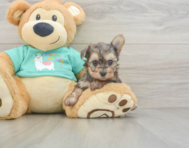 6 week old Yorkie Poo Puppy For Sale - Simply Southern Pups