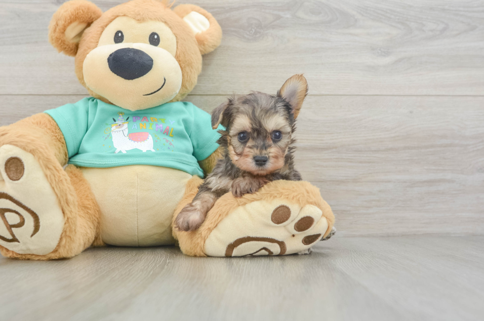 5 week old Yorkie Poo Puppy For Sale - Simply Southern Pups