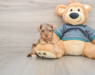 9 week old Yorkie Poo Puppy For Sale - Simply Southern Pups