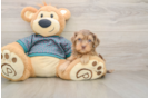 Popular Yorkie Poo Poodle Mix Pup
