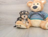 7 week old Yorkie Poo Puppy For Sale - Simply Southern Pups