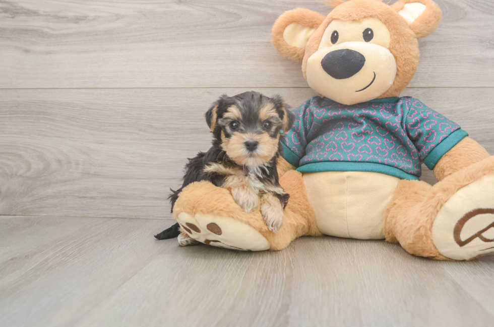 5 week old Yorkie Poo Puppy For Sale - Simply Southern Pups