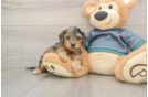Yorkie Poo Puppy for Adoption