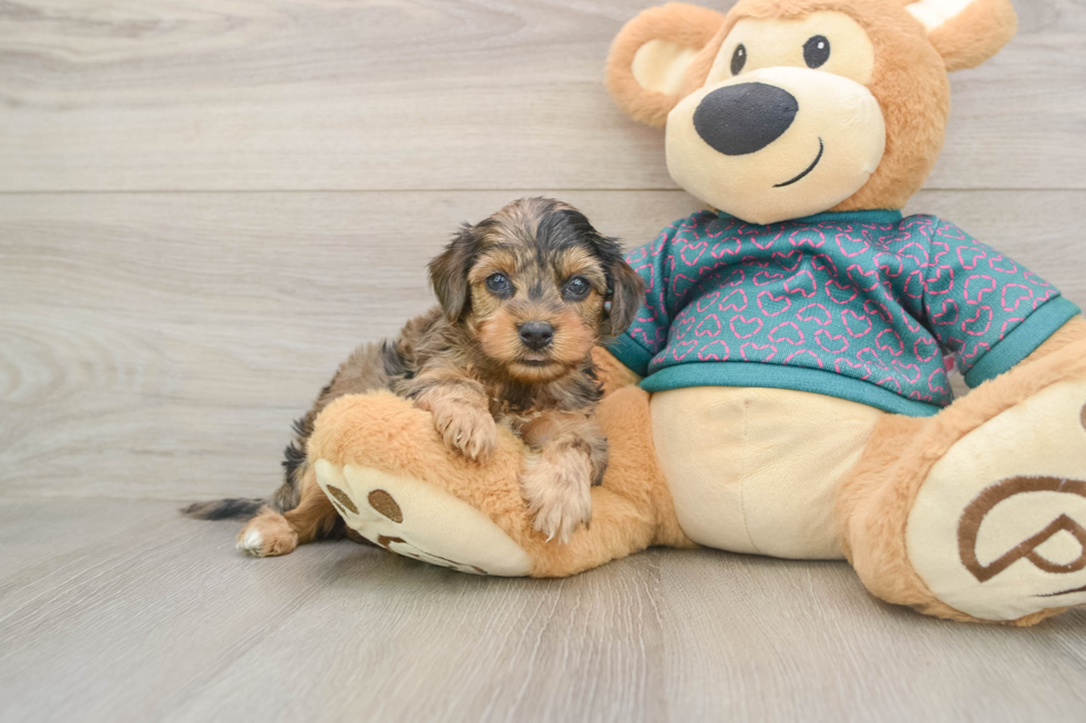 Yorkie Poo Puppy for Adoption
