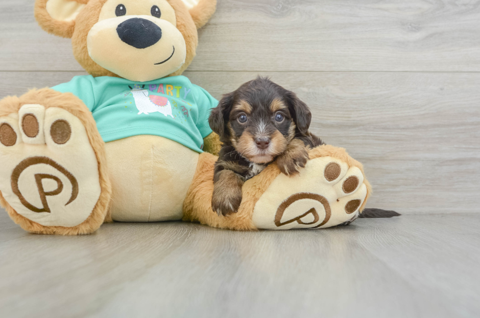 5 week old Yorkie Poo Puppy For Sale - Simply Southern Pups