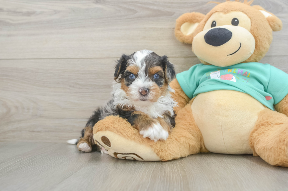 6 week old Yorkie Poo Puppy For Sale - Simply Southern Pups