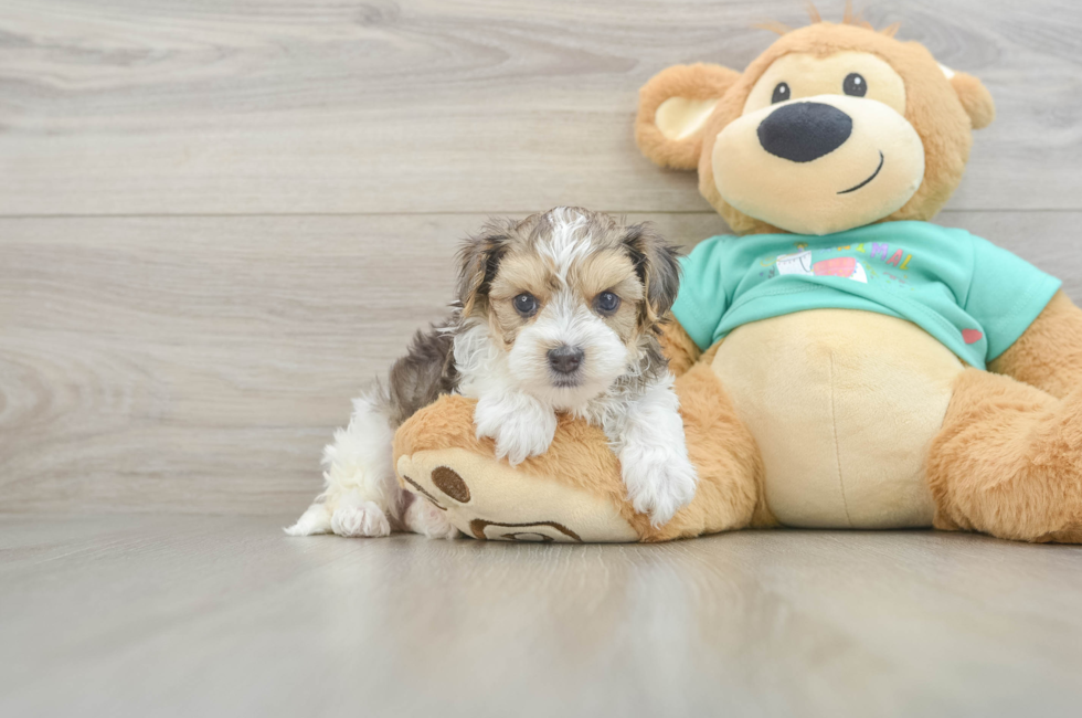 6 week old Yorkie Poo Puppy For Sale - Simply Southern Pups