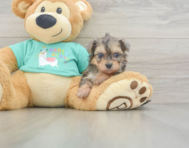 5 week old Yorkie Poo Puppy For Sale - Simply Southern Pups