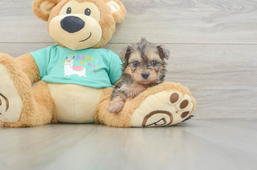 5 week old Yorkie Poo Puppy For Sale - Simply Southern Pups