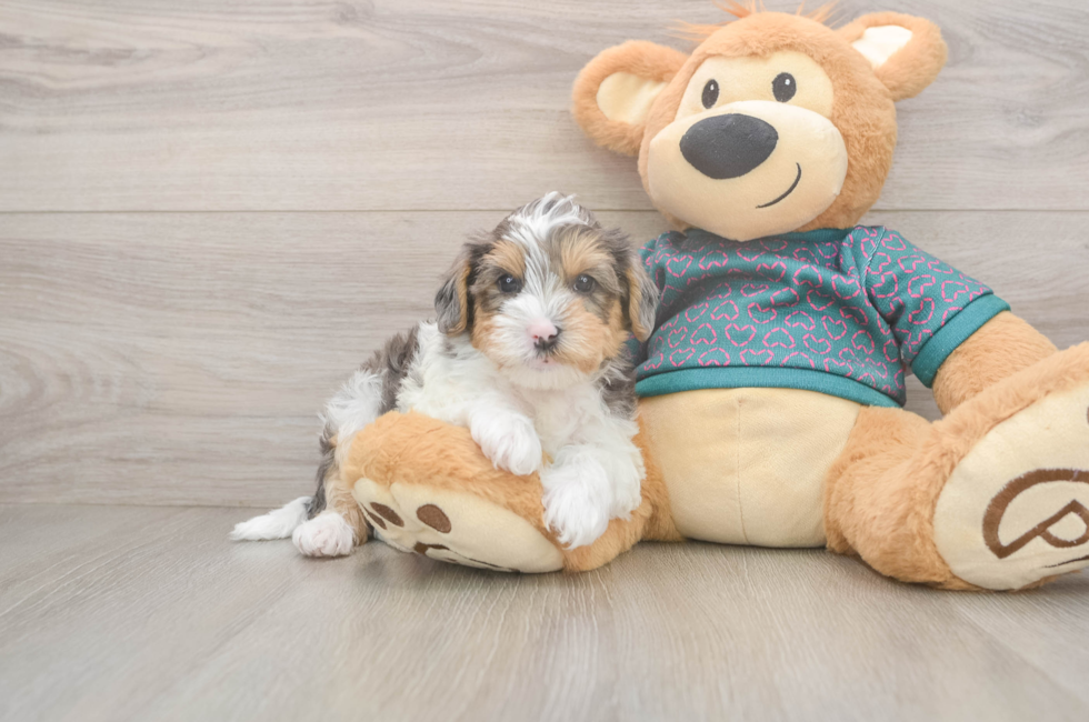 5 week old Yorkie Poo Puppy For Sale - Simply Southern Pups