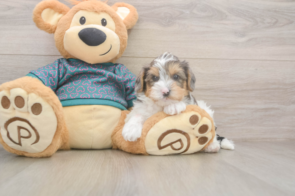 Best Yorkie Poo Baby