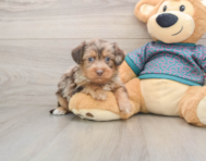 6 week old Yorkie Poo Puppy For Sale - Simply Southern Pups