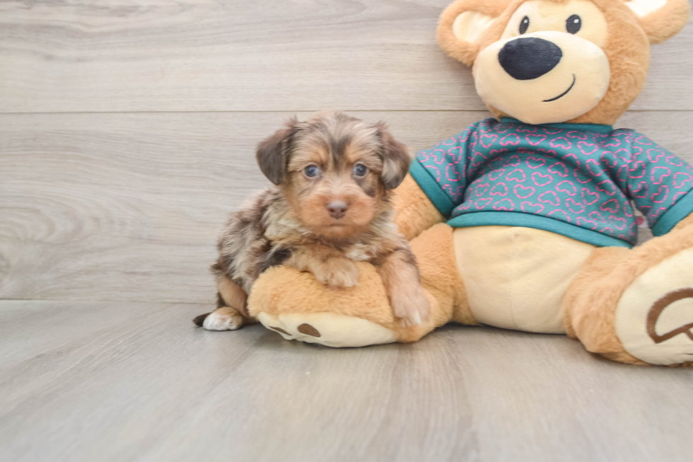 Yorkie Poo Puppy for Adoption