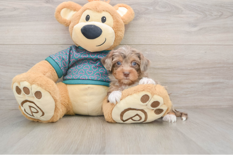 Yorkie Poo Puppy for Adoption