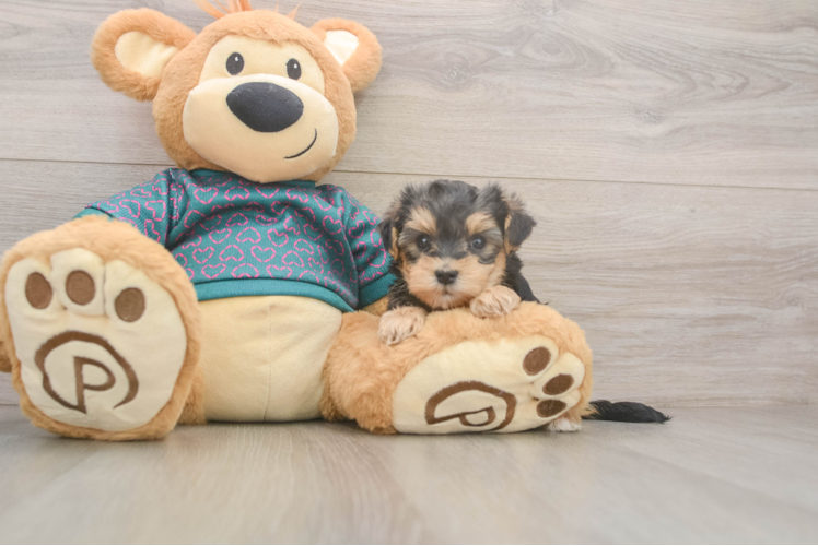 Funny Yorkie Poo Poodle Mix Pup