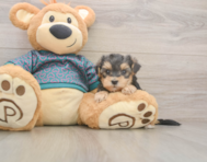 7 week old Yorkie Poo Puppy For Sale - Simply Southern Pups