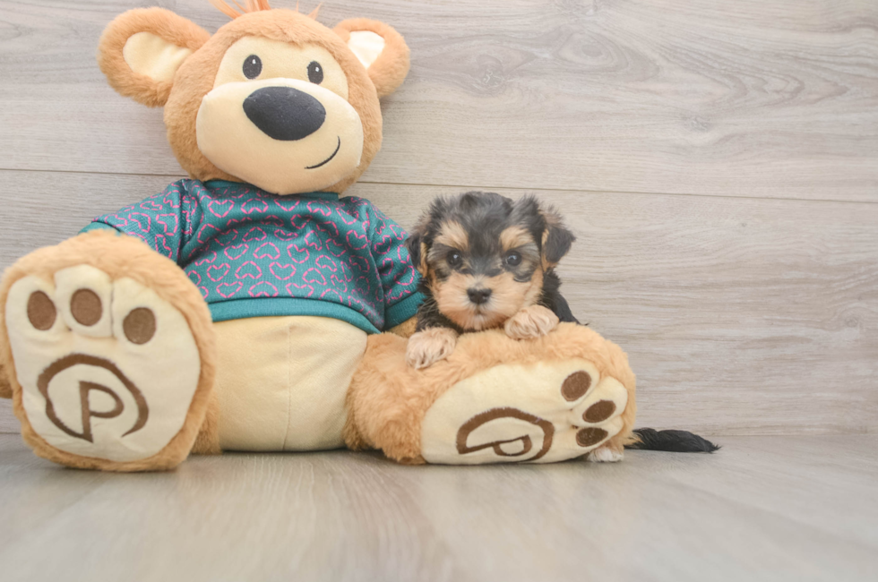 5 week old Yorkie Poo Puppy For Sale - Simply Southern Pups