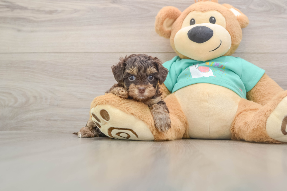 Smart Yorkie Poo Poodle Mix Pup