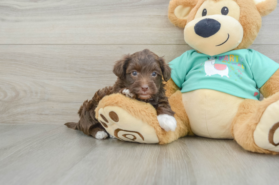 5 week old Yorkie Poo Puppy For Sale - Simply Southern Pups