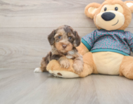 6 week old Yorkie Poo Puppy For Sale - Simply Southern Pups