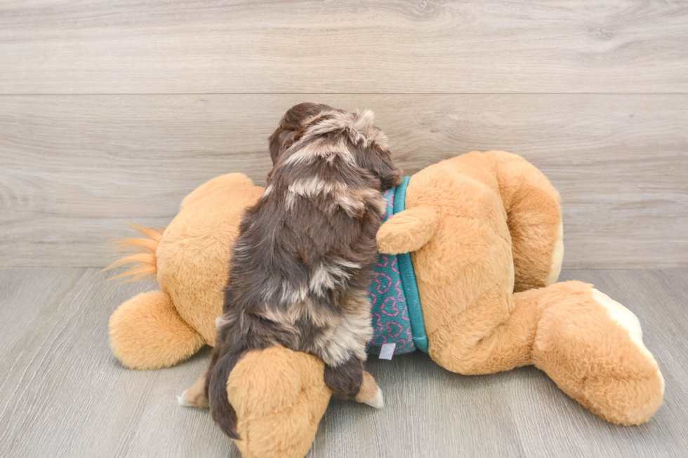 Funny Yorkie Poo Poodle Mix Pup