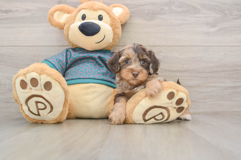 Hypoallergenic Yorkie Doodle Poodle Mix Puppy