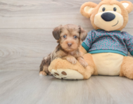 6 week old Yorkie Poo Puppy For Sale - Simply Southern Pups